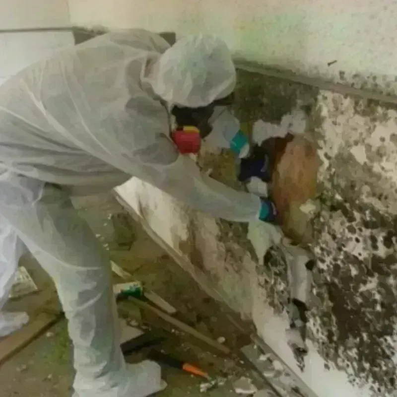 Mold Remediation and Removal in Pennsport, PA